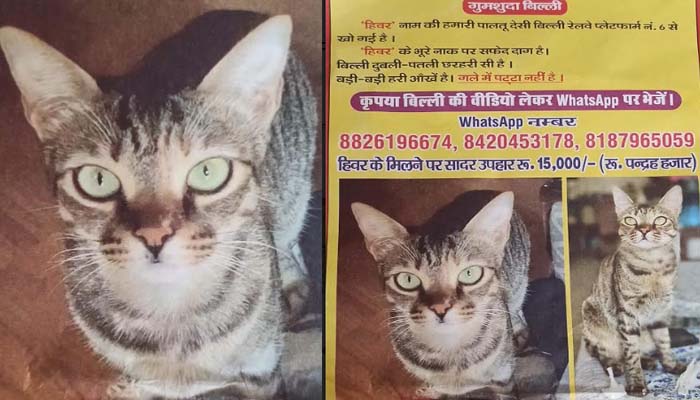 पूर्व EC की बिल्ली लापता: गोरखपुर में लगे पोस्टर, खोजने पर मिलेंगे हजारों रूपये