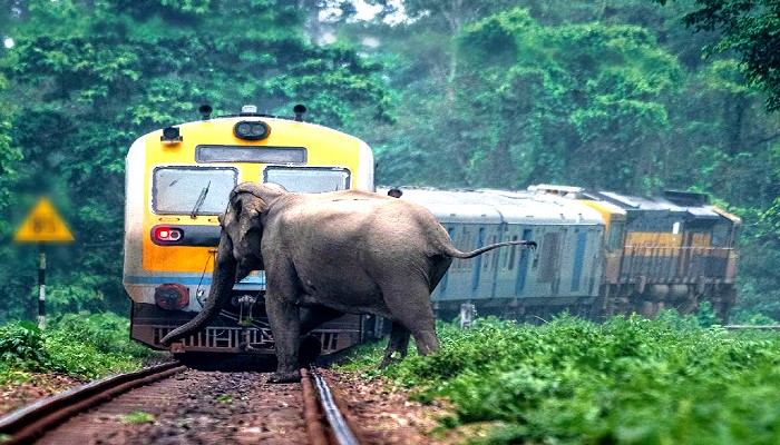 ट्रेन की हाथी से टक्कर: पटरी से उतरी पुरी-सूरत एक्सप्रेस, रेल हादसे से हड़कंप