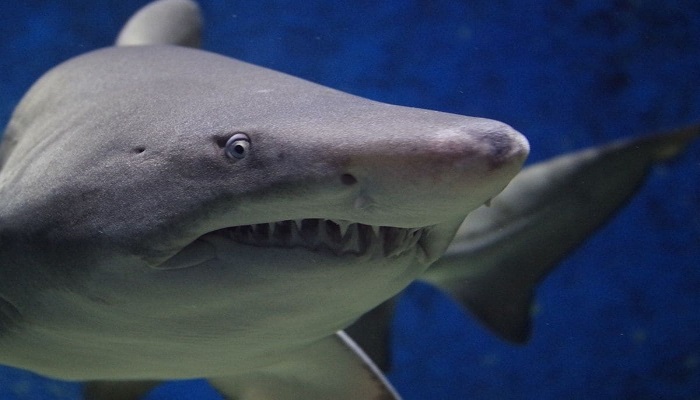 शार्क के हैं ये पांच खतरनाक अटैक, इनके बारे में जानकर कांप जाएंगे आप