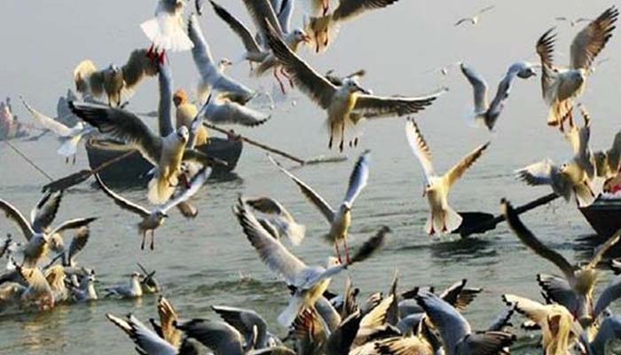 हापुड़: हजारों किलोमीटर की उड़ान भरकर बृजघाट पहुंचे विदेशी पक्षी, बढ़ा रहे रौनक