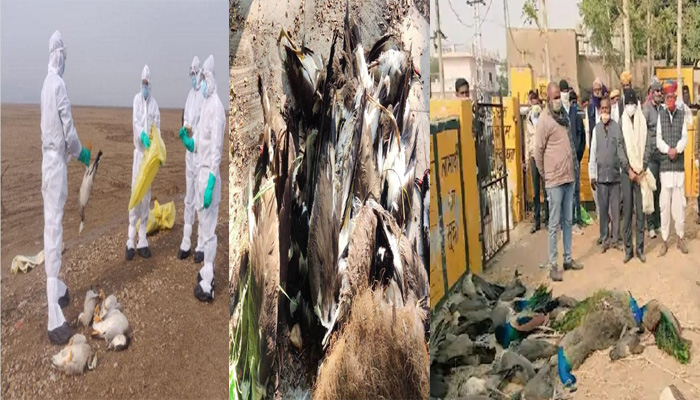 बर्ड फ्लू से तबाही: देश में फैला 49 बार, 80 लाख से ज्यादा पक्षियों की वायरस से मौत