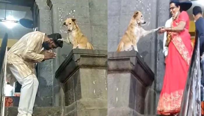 मंदिर के गेट पर बैठकर कुत्ता दे रहा भक्तों को आशीर्वाद, पूरी बात जानकर चौंक जाएंगे