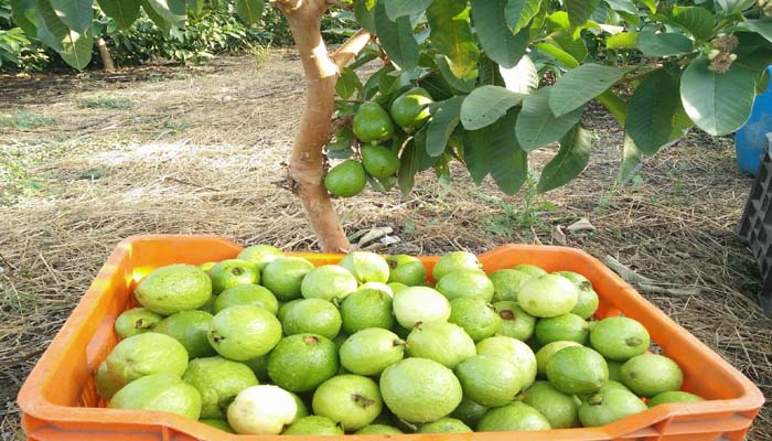 G-Vilas guava