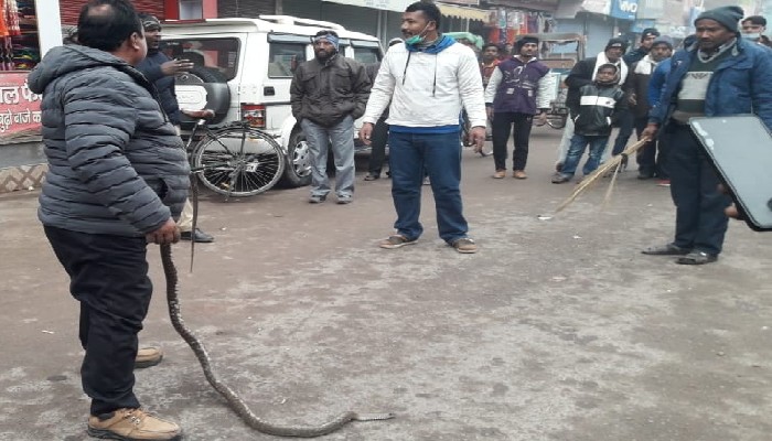 Gorakhpur Driver Run leaving Truck on Road after Found Snake Sit Behind