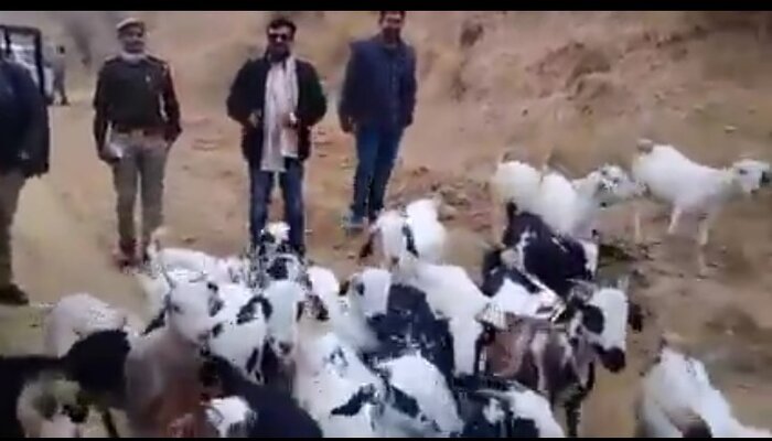 डीएम का मजेदार वीडियो: बकरों के राजा से हुई मुलाकात, कानपुर देहात से वायरल