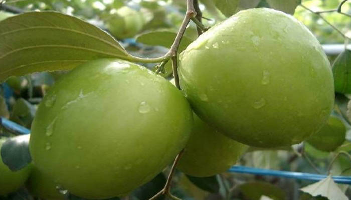 रेगिस्तान में उग रहे कश्मीरी सेब जैसे बेर, खाने से कोरोना का खतरा होता है कम