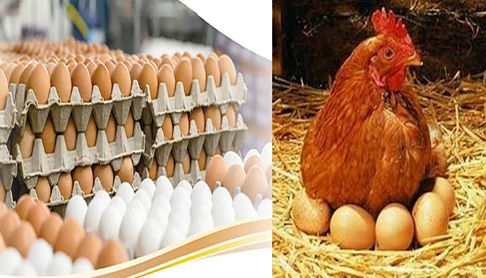 बहुत सस्ता हुआ अंडा: छाया बर्ड फ्लू का आतंक, कौड़ियों के भाव बिक रहे बाजार में