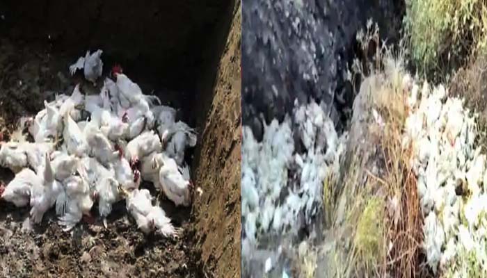 बर्ड फ्लू से कांपा शिमला: सड़क किनारे मृत मिले 300 मुर्गे- मुर्गियां, सहम गए राहगीर