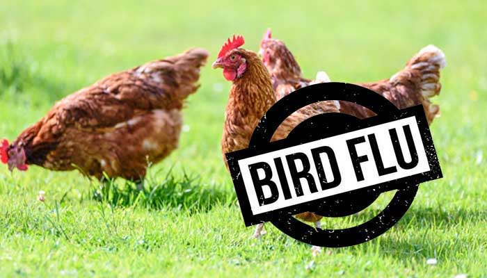 Bird Flu से पंजाब में अलर्ट: सरकार ने लिया बड़ा फैसला, पोल्ट्री प्रोडक्ट पर लगाया बैन