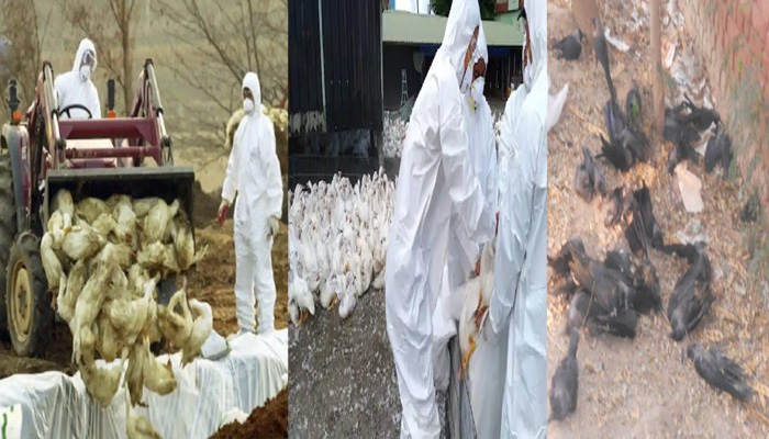बर्ड फ्लू से भयानक तबाही: बंद हुई चिकन-अंडे की दुकानें, घोषित राजकीय आपदा