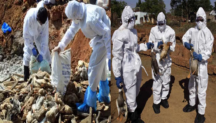 मारी 3700 मुर्गियाँ: बर्ड फ्लू के कहर से हाहाकार, बनता जा रहा देश के लिए नई तबाही