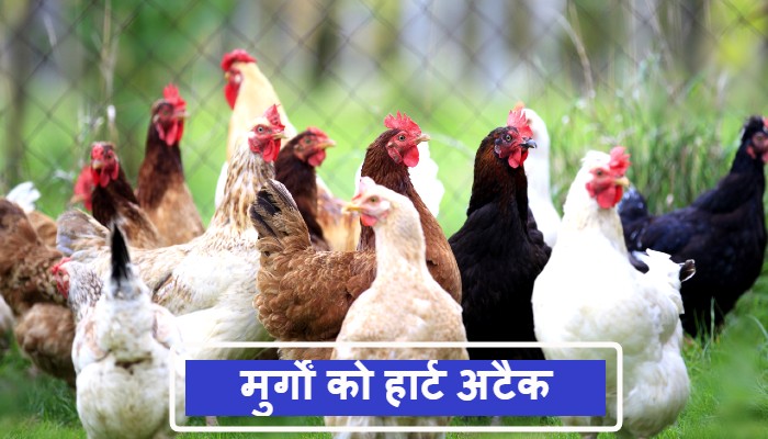 मुर्गों को हार्ट अटैक: बर्ड फ्लू से डरे पक्षी, चिकन बैन के बाद मौत की नई वजह