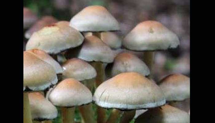 mushroom-grows-in-veins