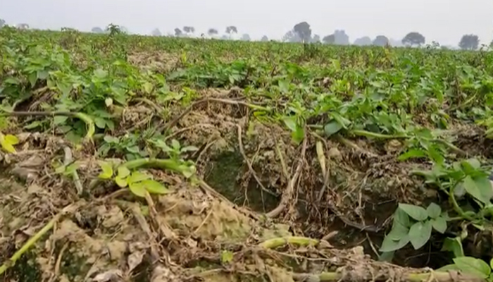 फिरोजाबाद: किसानों पर मौसम की मार, चौपट होने की कगार पर आलू की फसल
