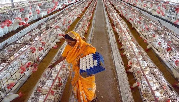 poultry business in Uttar Pradesh-1