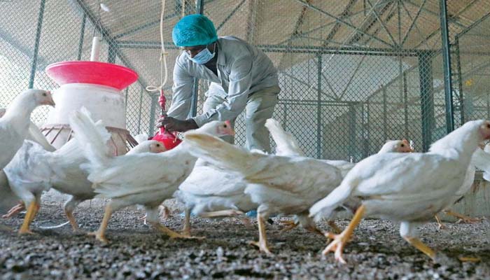poultry business in Uttar Pradesh-2