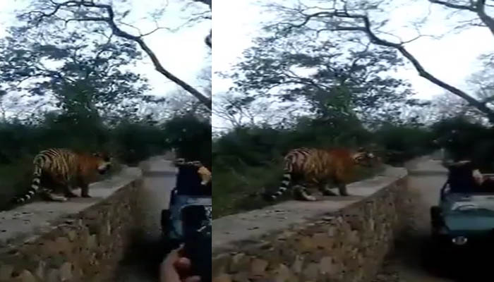 बाघ आया पास अटक गई सांस, रणथंभौर का ये वीडियो तेजी से हुआ वायरल