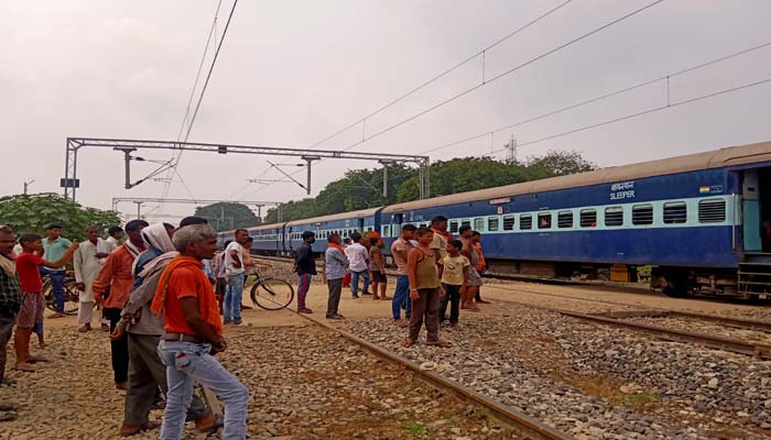 train cattle accident-2