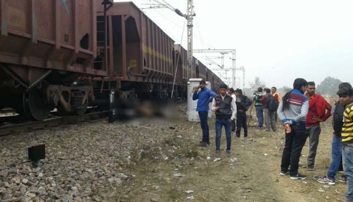 train cattle accident-3