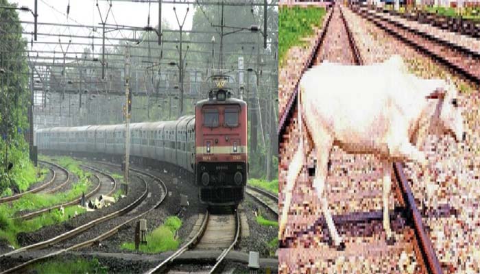 रेलवे को करोड़ों का नुकसान: ट्रेन से एक पशु कटने के बाद होता है ऐसा
