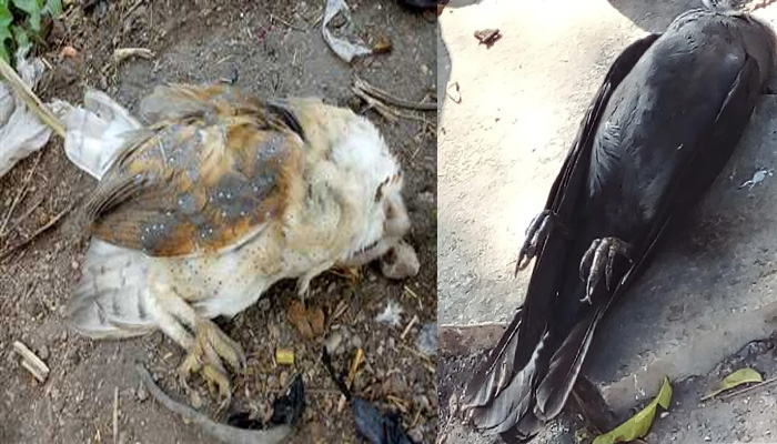 बर्ड फ्लू की दहशत: कानपुर देहात में कौवें-उल्लू मरे पड़े, वनाधिकारी बोले एक्सीडेंट है
