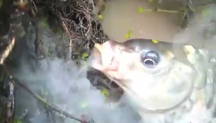 ऐसी मछली जो धुआं छोड़कर करती है शिकार, देखें कैसे निगल गई सांप को