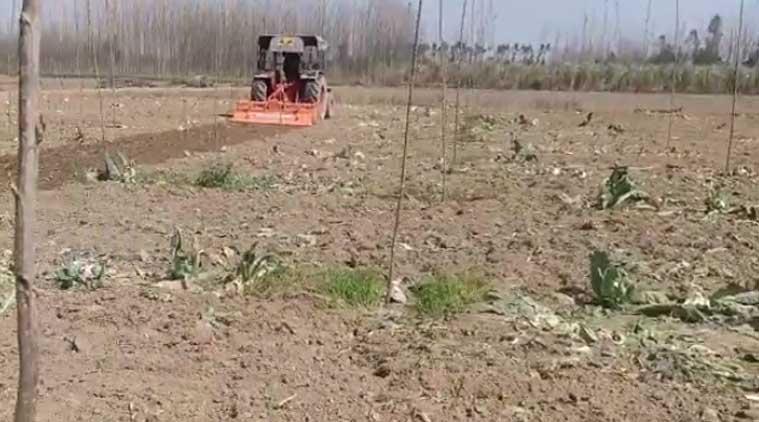 सहारनपुर: किसान ने गोभी की खड़ी फसल पर चलाया ट्रैक्टर, इसलिए था परेशान