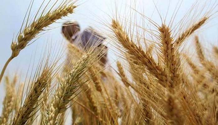 Haryana fourth in wheat production