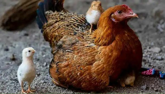 मुर्गी ने अंडा नहीं सीधे चूजे को दिया जन्म, वैज्ञानिक भी हैं हैरान