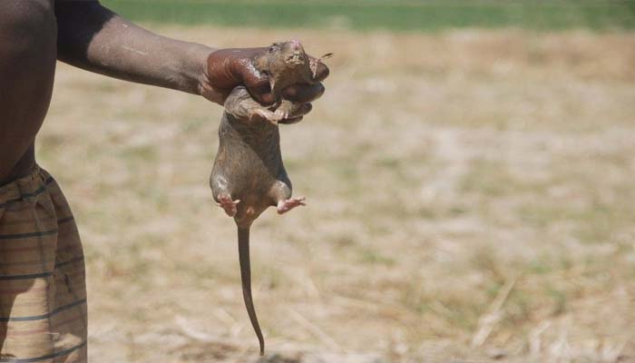 जान बचाने के लिए 33 दिनों तक तीन लोगों ने खाया चूहा, रोंगटे खड़े कर देगी ये स्टोरी