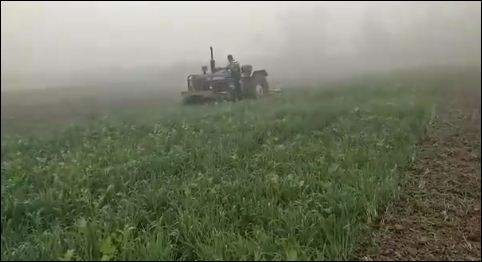 किसान का गुस्सा, खड़ी फसल पर चलाया ट्रैक्टर वीडियो हुआ वायरल
