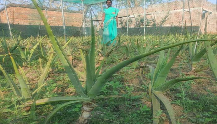 झारखंड में एलोवेरा की खेती बनी महिलाओं की पहचान, बन रहीं आत्मनिर्भर