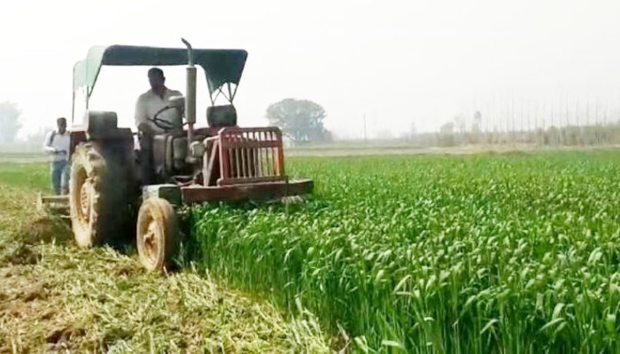 उजाड़ दी फसलें: हताश किसानों का आक्रोश, आखिर कृषि सुधारों से फायदा किसको