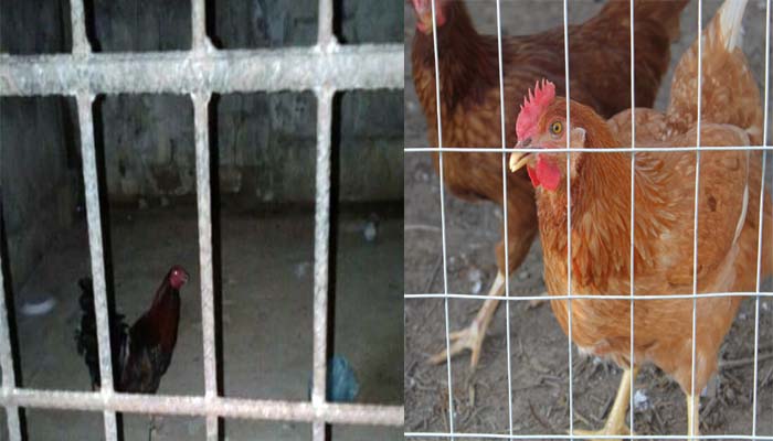 मुर्गों को हुई जेल: 25 दिन से नहीं मिली जमानत, वजह चौंका देगी आपको