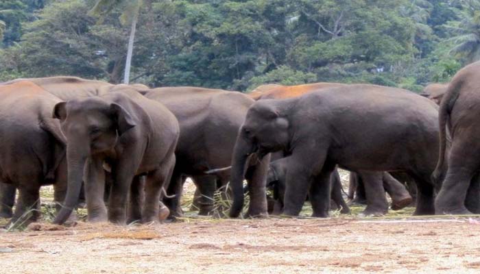 27 हाथियों का ये गैंग: किया गजब काम, हर गांव में करवाई शराबबंदी