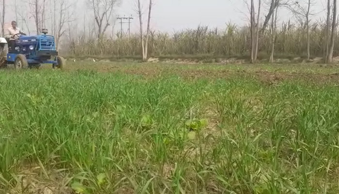 सहारनपुर: सरकार से नाराज किसान ने गेहूं की फसल पर चलाया ट्रैक्टर