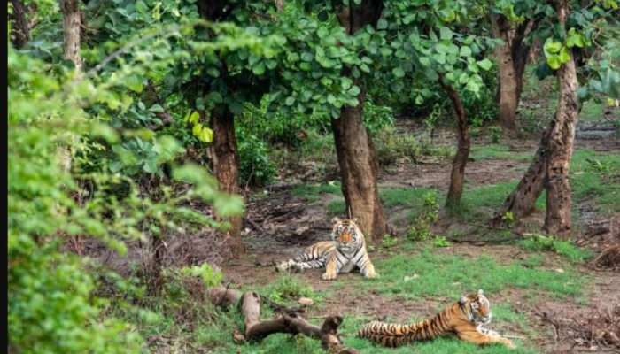 विधवा 3000 महिलाएं: पश्चिम बंगाल में मौत का तांडव, खूंखार बाघ बना इसकी वजह