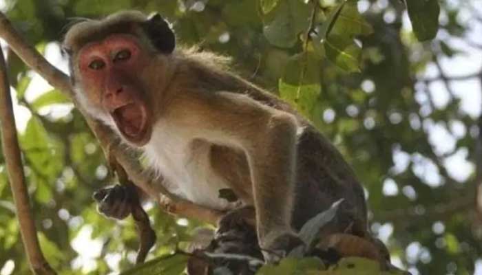 बंदरों का आतंक: उठा ले गए 8 दिन की जुड़वा बहनों को, नाले में गिरने से एक की मौत