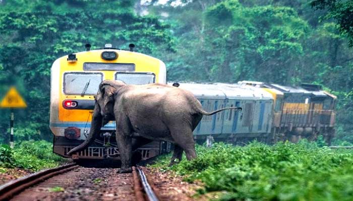 ट्रेन की हाथी से जबरदस्त टक्कर: दो हाथियों ने तोड़ा दम, पटरी से उतरी बोगियां