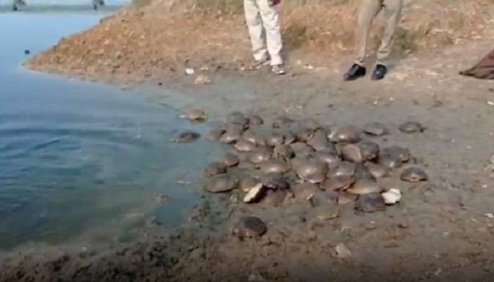 फिरोजाबाद: पुलिस का छापा, तस्करी के लिए लाए देसी प्रजाति के 96 कछुए बरामद
