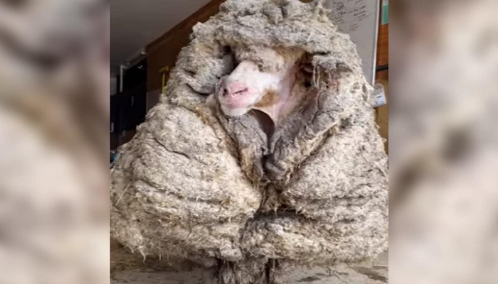 wool sheep