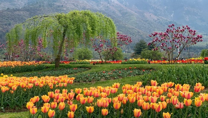 जरूर घूमे Tulip Garden: पीएम मोदी ने की अपील, आखिर क्यों खास है ये जगह