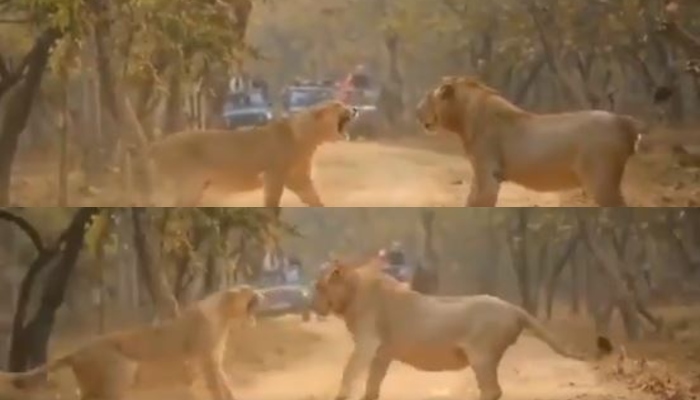 खूंखार शेरों की कुश्ती: लड़ाई देख थम जाएंगी सांसे, कौन किसपर पड़ा भारी, देखे वीडियो