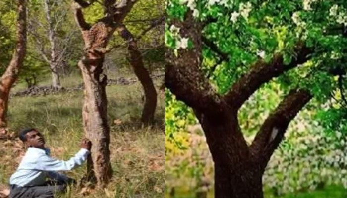 अजब पेड़ की गजब कहानी: इंसानों की तरह होती है गुदगुदी, जानिए इसका नाम