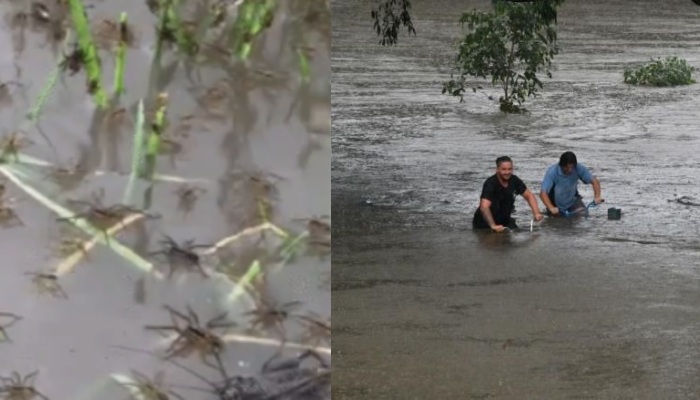 बाढ़ बनी काल, तो जान बचाकर भागे मकड़ी और सांप, एक बार देखें ये वीडियो
