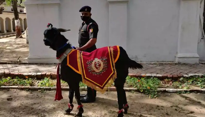 आर्मी परेड को लीड करेगा मुन्ना बकरा, जानिए इसके बारे में