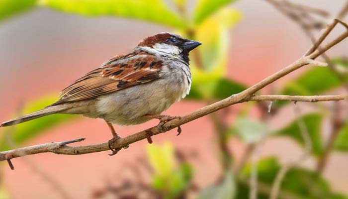 World sparrow day-2