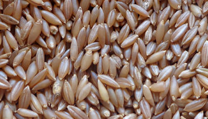पुरुषों के लिए बड़े काम का ये चावल, बढ़ाता है फर्टिलिटी पावर, होते हैं कई फायदे