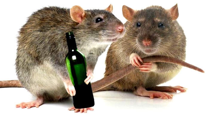 शराबी चूहों को लगी गंदी लत, ले रहे अफीम-गांजा तक, टल्ली होकर मचा रहे उत्पात