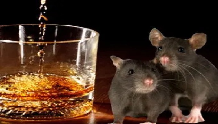 bihar-drunken-rats-reached-haryana-take-ganja-opium-with-alcohol